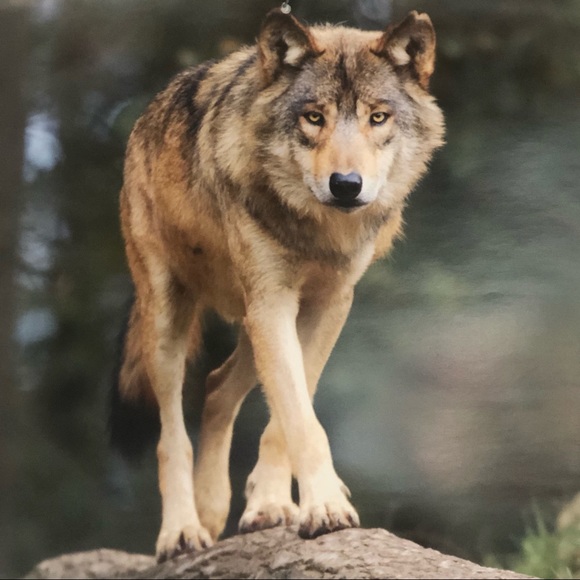 Huginn and Muninn - Picture 9 of 9